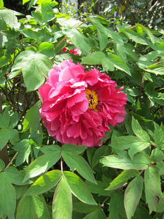 IMG_4861.JPG
