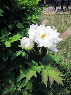 IMG_4863.JPG